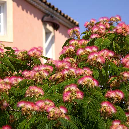 Image of a mimosa tree, a good tree for small yards