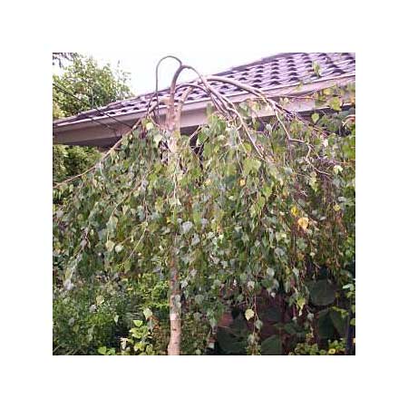 Image of a weeping birch, a good tree for small yards