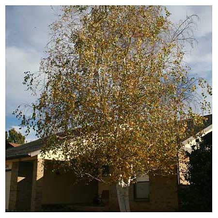 Image of a paper birch tree, a good tree for small yards