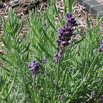 English Lavender in a rain garden.