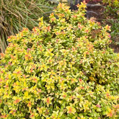 Spirea in a rain garden.