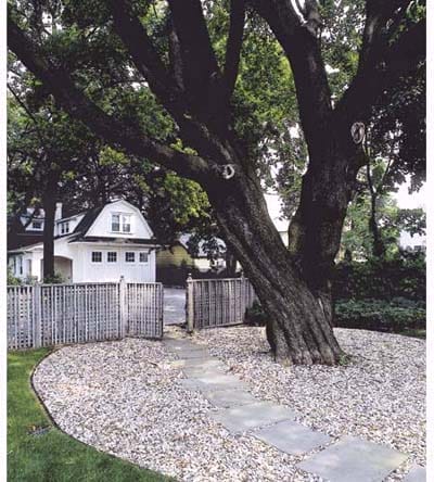 Large tree surrounded by rocks and a paver path.