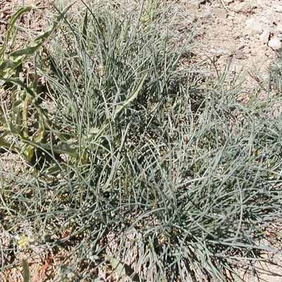 Idaho Fescue in a rain garden.