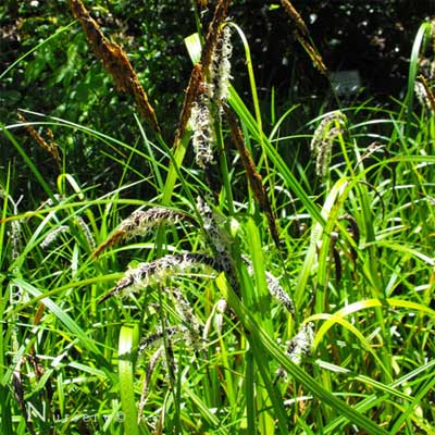 Slough Sedge in a rain garden.