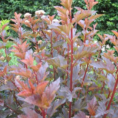 Summer wine ninebark in a rain garden.