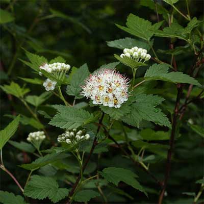 Pacific Ninebark in a rain garden.
