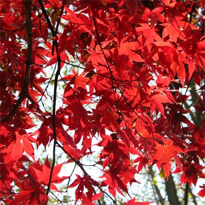 A Japanese maple in a rain garden.