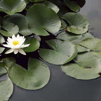 A set of lily pads on a pond.