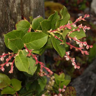 A salal plant in a rain garden.