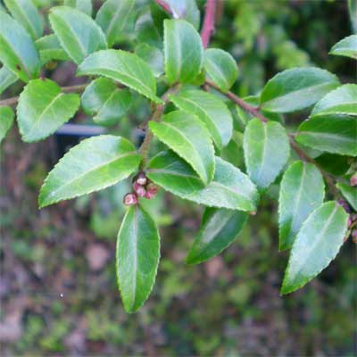 Evergreen huckleberry in a rain garden.