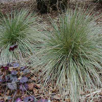 Blue oat grass in a rain garden.