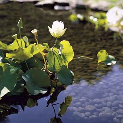 A serene pond with flowers.
