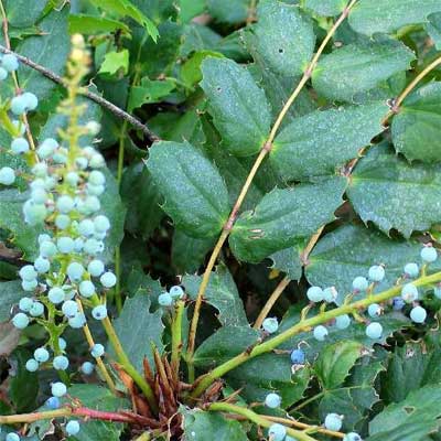 A Low Oregon Grape plant in a rain garden.
