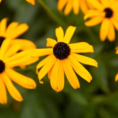 A black eyed Susan  in a rain garden.