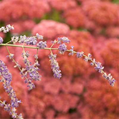 A Russian sage plant in a rain garden.