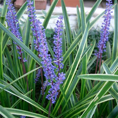 A lily turf plant in a rain garden.