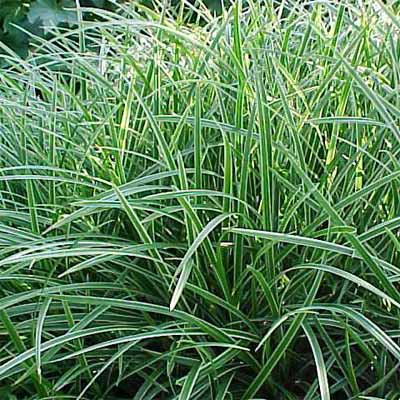 A Japanese Sedge plant in a rain garden.