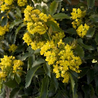 An Oregon grape plant in a rain garden.