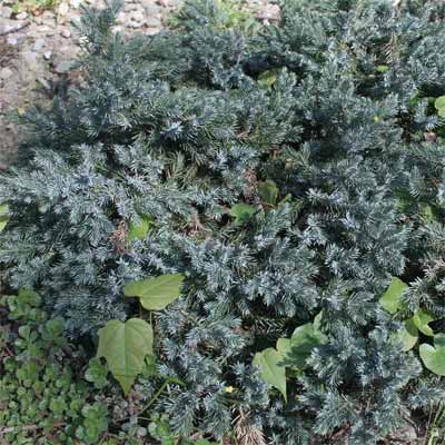 A juniper plant in a rain garden.