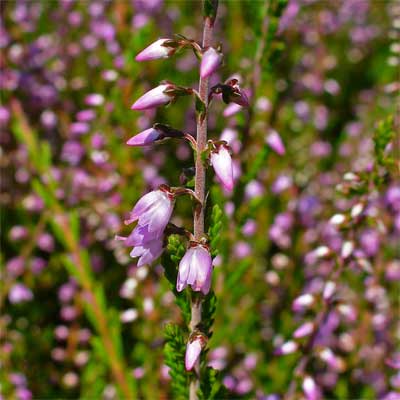 A silver knight heather plant in a rain garden.