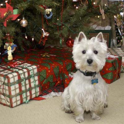 A dog in front of a Christmas tree