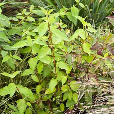 A dogwood plant in a rain garden.