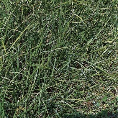 A clump of bahiagrass.