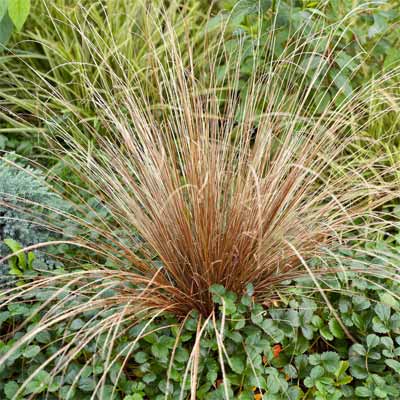 A leather leaf plant in a rain garden.