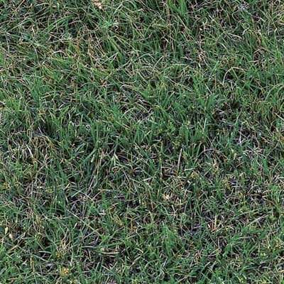A clump of buffalo grass.
