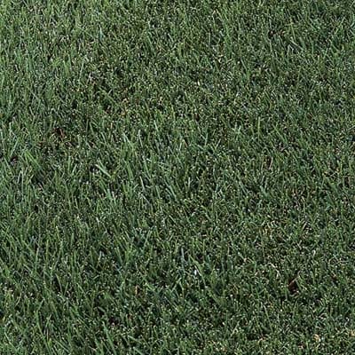 A clump of perennial ryegrass. 