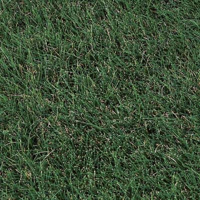A clump of red fescue grass.