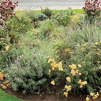 A rain garden full of perennials.