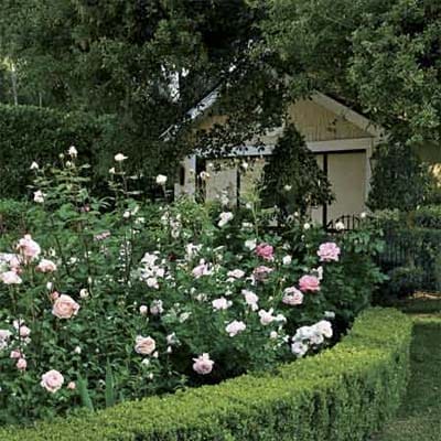 Rosebushes surrounded by a short boxwood hedge.