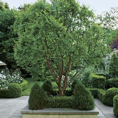 A tree surrounded by sheared shrubs