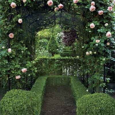 A walkway with sheared shrubs