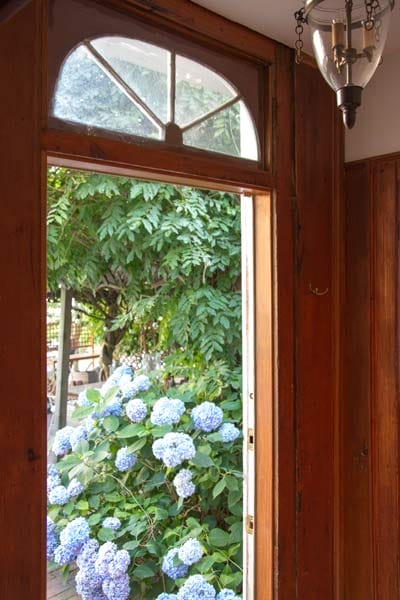 A view of a hydrangea bush from inside the house
