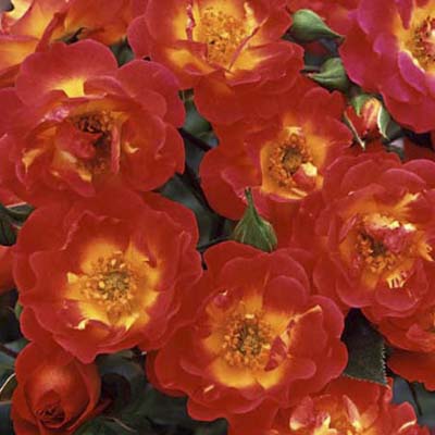 Carpet of Color shrub rose.