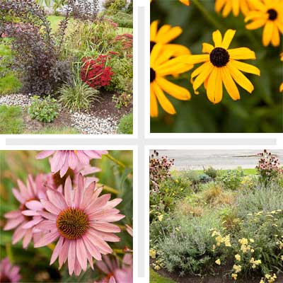 Four sets of flowers in rain gardens.