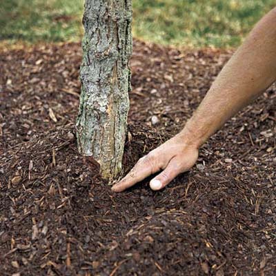 adding mulch to a small tree