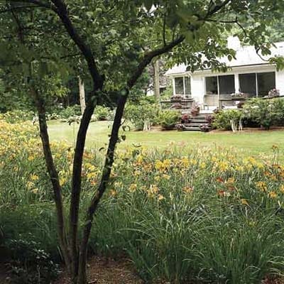 cutting back flowers for the winter