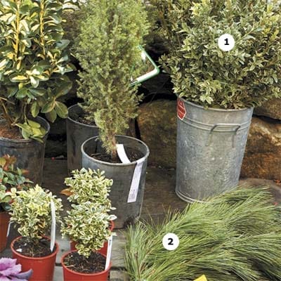 Several cold weather plants in buckets