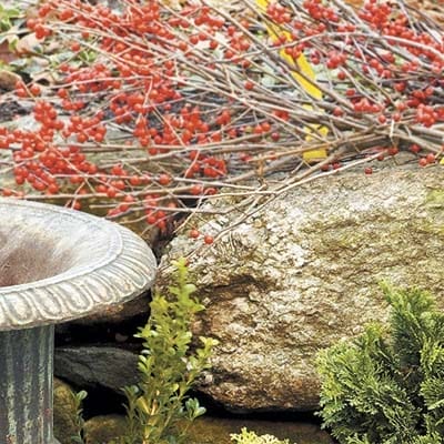 A cold weather plant growing over a rock