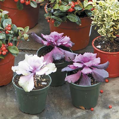 Three small purple cold weather plants
