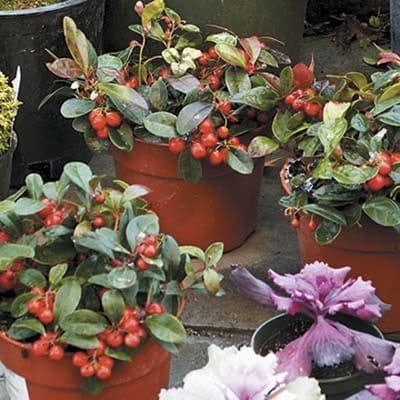 Three small cold weather plants