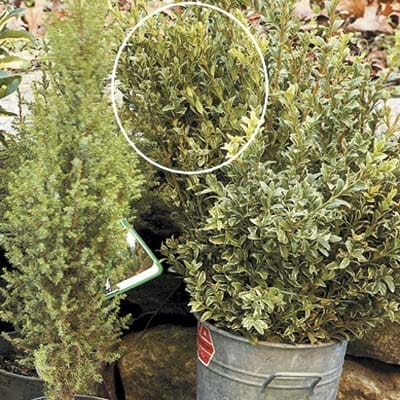 Cold Winter Plants growing out of pails.