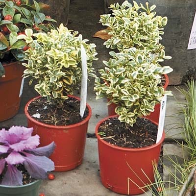 Three cold weather plants in small pots