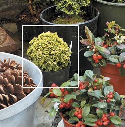 A cold weather plant growing out of soil in a bucket