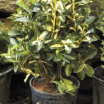 A cold weather plant in a pot