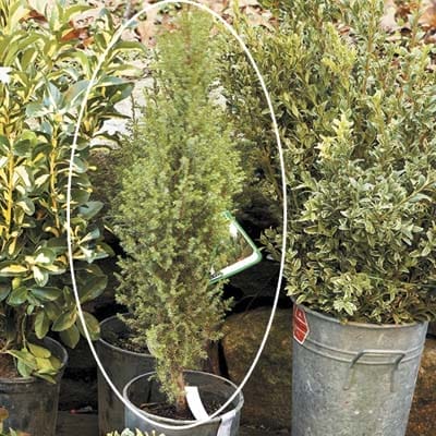 A cold weather plant in a bucket