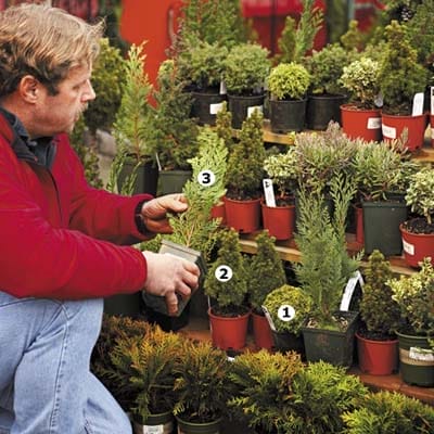 A man setting up a display of cold weather plants